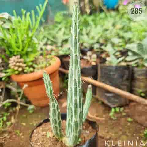 pencil – (2"-3") from Rosary Plant House
