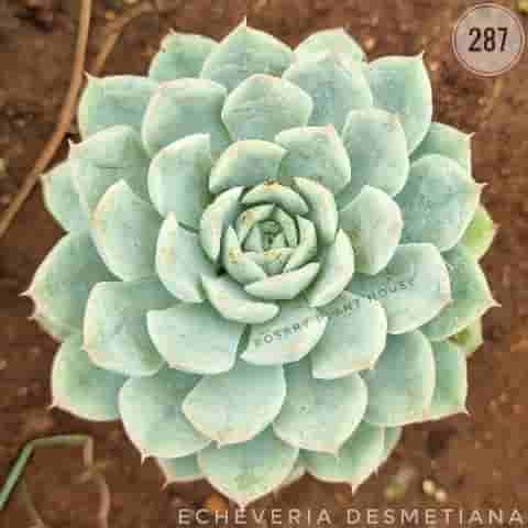 Purple echeveria – (2"-3") from Rosary Plant House