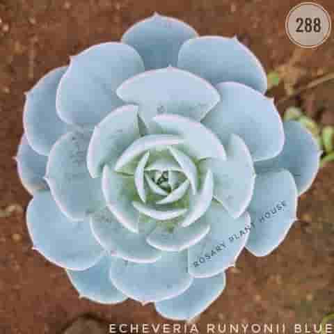 Echeveria Normal blue – (2"-3") from Rosary Plant House