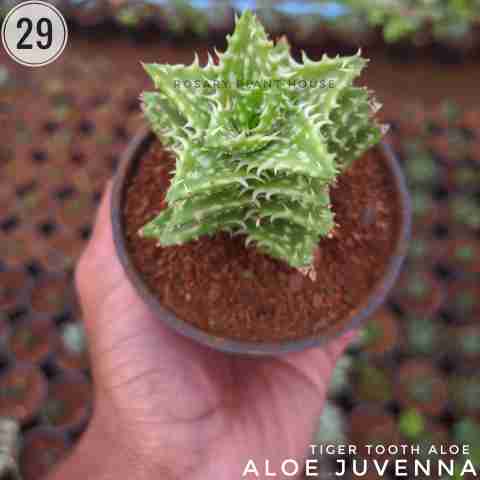 Tiger Tooth Aloe – (2"-3") from Rosary Plant House