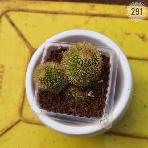Ladyfinger Cactus – (2"-3") from Rosary Plant House