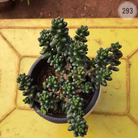 Clustered Jelly Bean Succulent from Rosary Plant House
