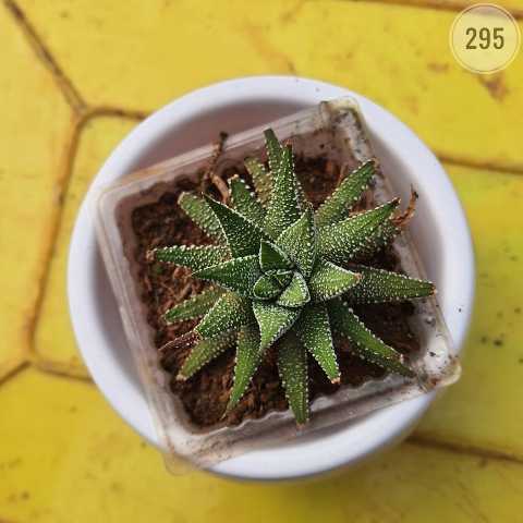 Zebra Haworthia – (2"-3") from Rosary Plant House
