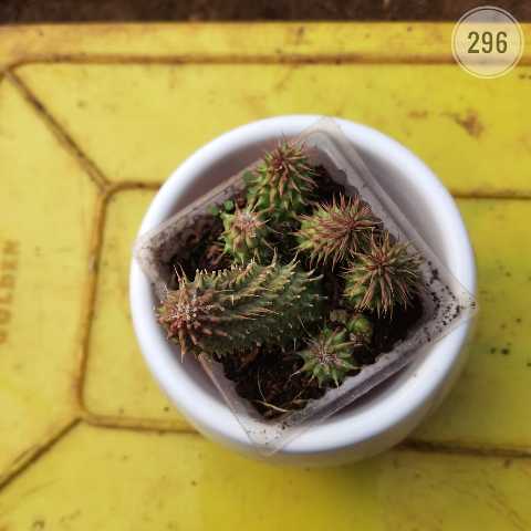 Pincushion Cactus – (2"-3") from Rosary Plant House