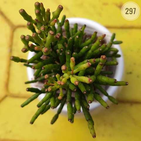Crassula ovata 'Gollum' group from Rosary Plant House