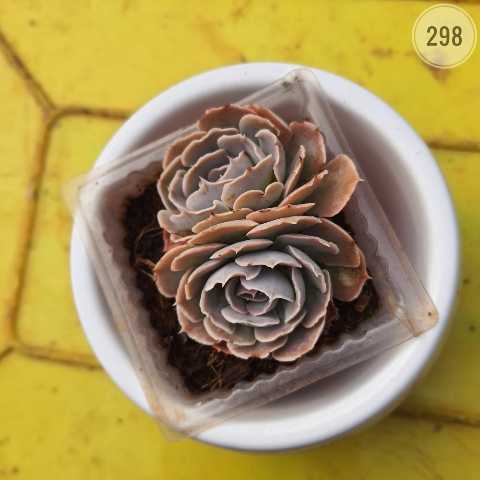Pearl of Nuremberg – (2"-3") from Rosary Plant House