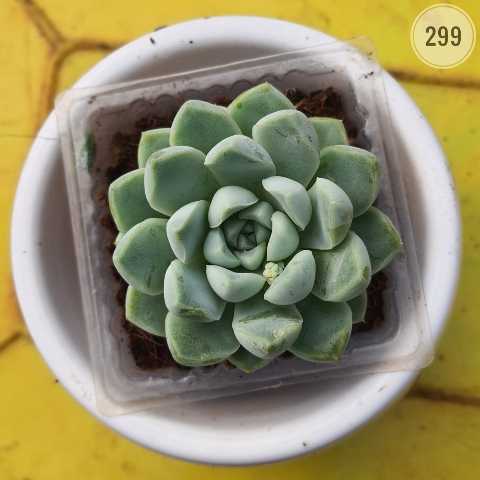 Rounded-Leaf Green Echeveria – (2"-3") from Rosary Plant House