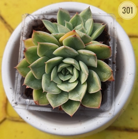 Pointed-Leaf Green Echeveria – (2"-3") from Rosary Plant House