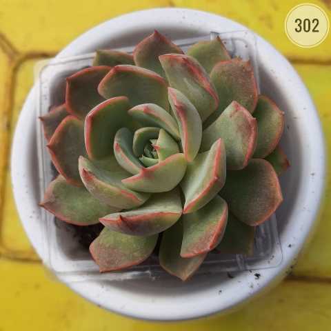 Red-Edged Echeveria – (2"-3") from Rosary Plant House