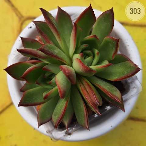 Lipstick Echeveria – (2"-3") from Rosary Plant House