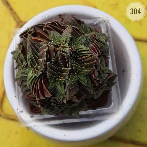 Crassula muscosa from Rosary Plant House