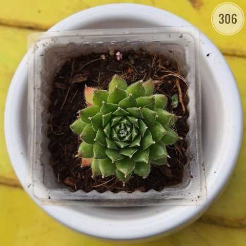 Hen and Chicks – (2"-3") from Rosary Plant House