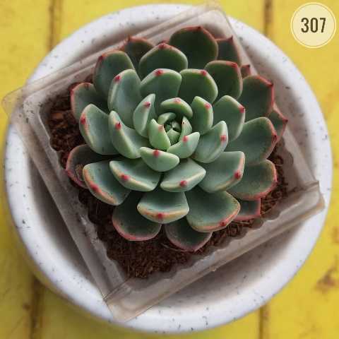 Red-Tipped Echeveria from Rosary Plant House