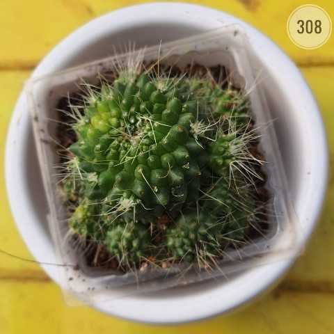 Mounded Cactus from Rosary Plant House