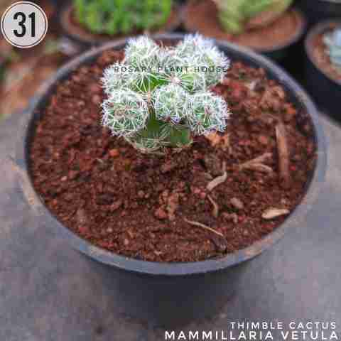 thimble cactus – (1.5"-2") from Rosary Plant House