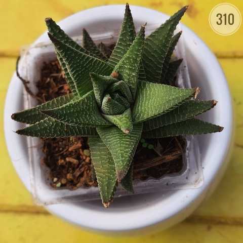 Haworthiopsis limifolia from Rosary Plant House