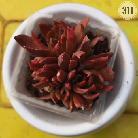 Black Prince Echeveria from Rosary Plant House