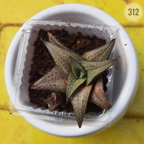 Torch Aloe – (2"-3") from Rosary Plant House