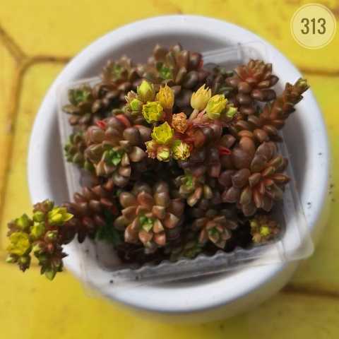 Golden Needle Stonecrop from Rosary Plant House