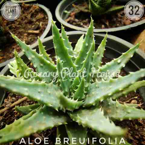 White Aloe – (2"-3") from Rosary Plant House