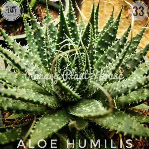 Spider Aloe – (2"-3") from Rosary Plant House