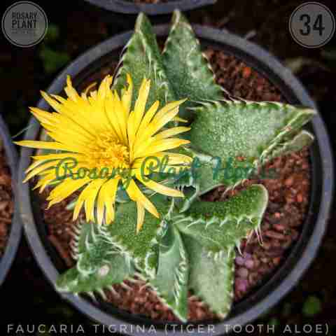 Chrocodile Teeth – (2"-3") from Rosary Plant House