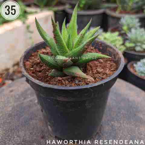 Normal Haworthia – (2"-3") from Rosary Plant House