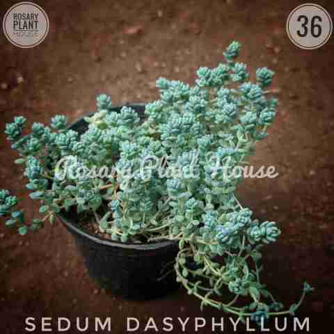 Blue Tears Sedum from Rosary Plant House
