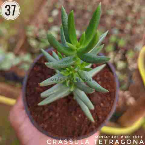 Miniature Pine Tree Succulent from Rosary Plant House
