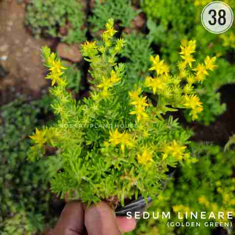 Green Sedum – (2"-3") from Rosary Plant House