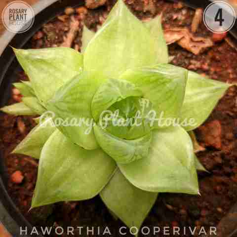 Stone – (1.5"-2.5") from Rosary Plant House