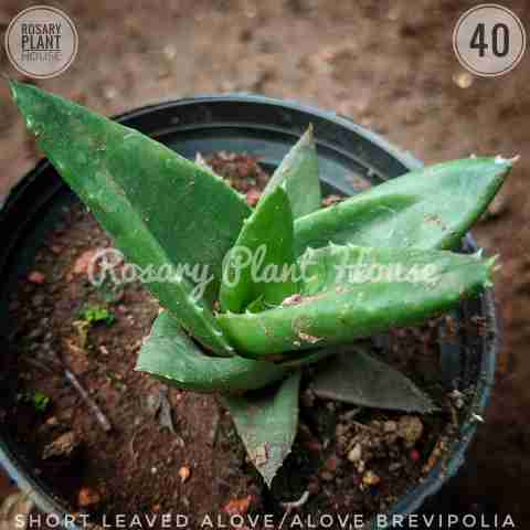 Aloe brevifolia Short Leaved Aloe from Rosary Plant House