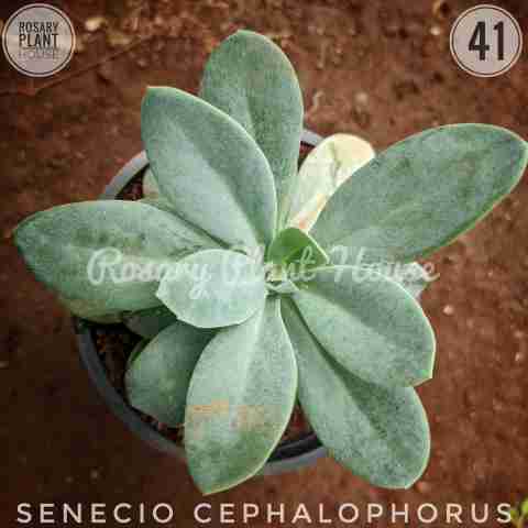 Senecio cephalophorus from Rosary Plant House