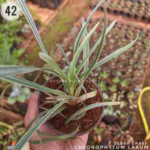 Variegated Chlorophytum from Rosary Plant House