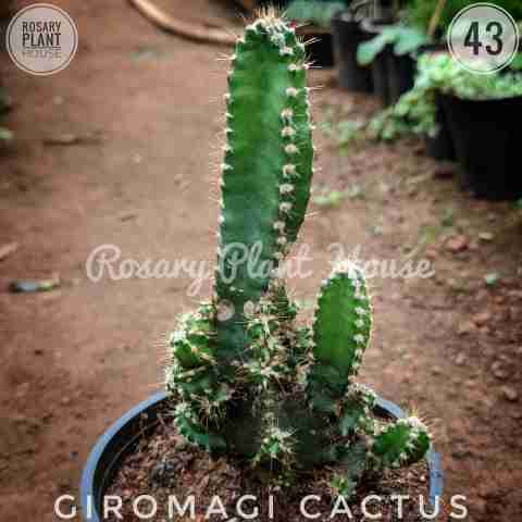 Monstrose Columnar Cactus from Rosary Plant House