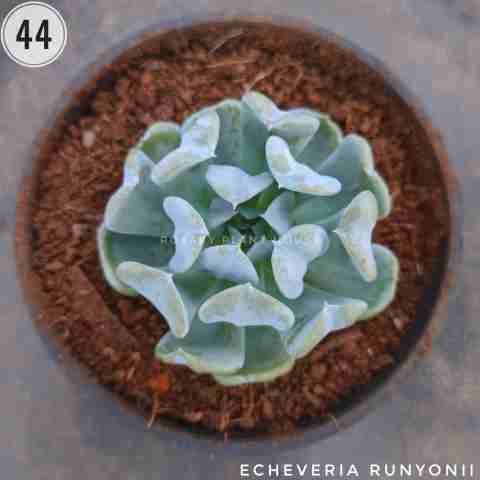 Curve Echeveria – (2"-3") from Rosary Plant House