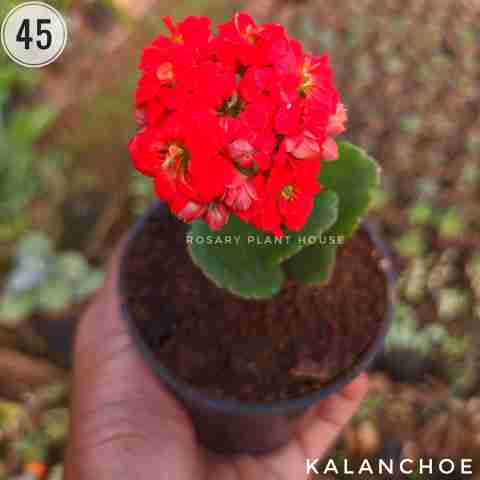 Kalanchoe – (2"-3") from Rosary Plant House