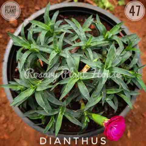 Dianthus from Rosary Plant House