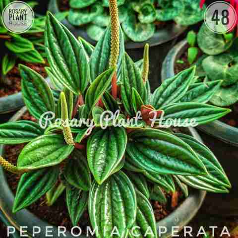 Pepromia Long leaf – (2"-3") from Rosary Plant House