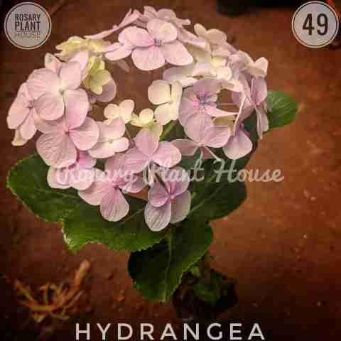 Hydrangea – (3"-4") from Rosary Plant House