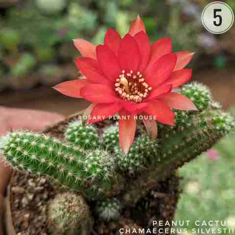 Peanut Cactus – (2"-3") from Rosary Plant House