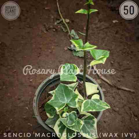 Wax Ivy – (5"-6") from Rosary Plant House