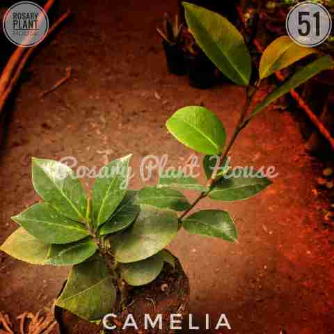 Bird's Nest Anthurium Type from Rosary Plant House