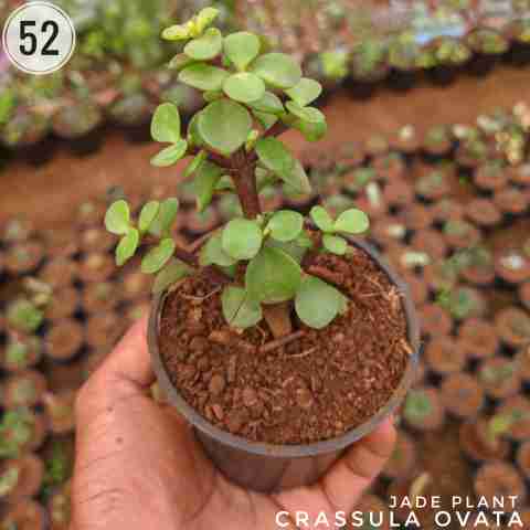 Jade – (2"-3") from Rosary Plant House