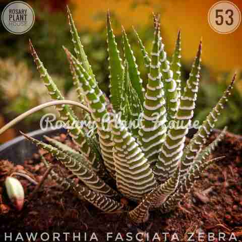 Haworthia Zebra – (2"-3") from Rosary Plant House