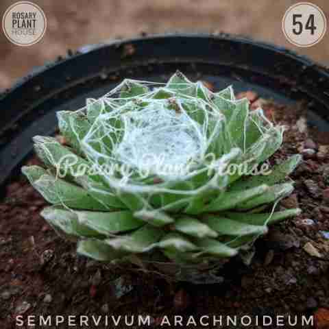 Cob Web – (1.5"-2") from Rosary Plant House