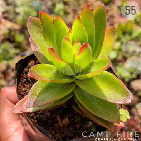 camp fire – (2"-3") from Rosary Plant House
