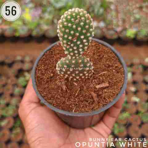 Opentia white – (2"-3") from Rosary Plant House