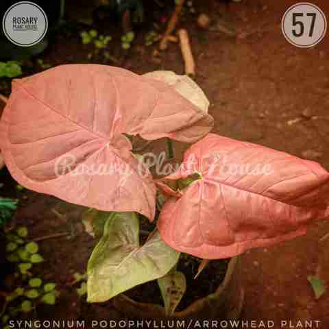 arrowhead – (4"-5") from Rosary Plant House