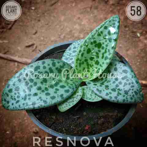 Scilla siberica from Rosary Plant House